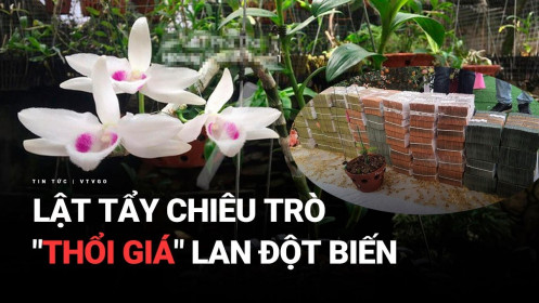 Lật tẩy chiêu trò "thổi giá" lan đột biến