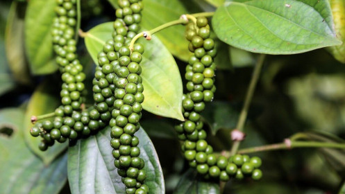 Giá tiêu hôm nay 29/3: Tăng giảm ‘lình xình’, thấp nhất 72.000đ/kg, giá không theo quy luật, nông dân bất an