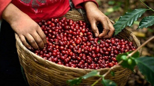 Giá cà phê hôm nay 31/3: Tiếp tục giảm rất sâu; Vẫn thêm xúc tác tích cực cà phê robusta có thể trở về 1.410 USD?