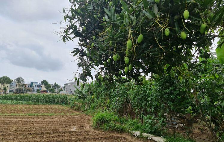Quảng Ngãi: Dừng dự án sau 24 năm quy hoạch treo