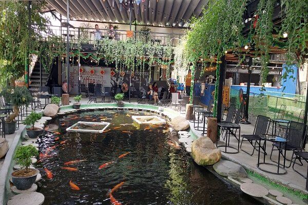 Kinh doanh cá Koi: Có tiền thôi chưa đủ