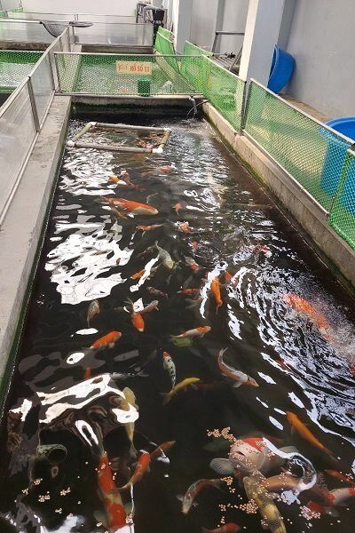 Kinh doanh cá Koi: Có tiền thôi chưa đủ