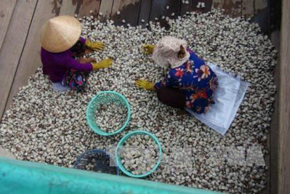 Giá nghêu thương phẩm tăng cao