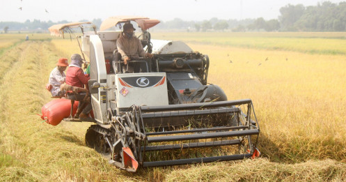 Cổ phiếu ngành gạo kỳ vọng “bứt phá” với những ưu đãi thuế quan từ các FTA