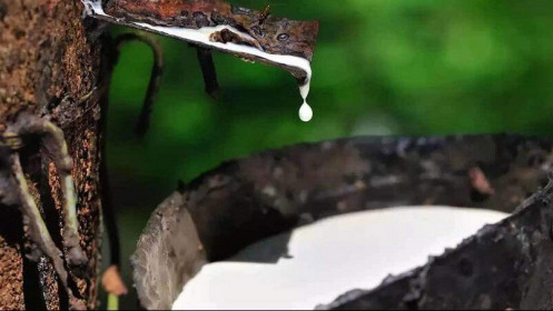 Giá cao su hôm nay 14/4: Sàn Nhật Bản tiếp đà đi xuống, cao su Việt Nam sang Trung Quốc tăng đột biến