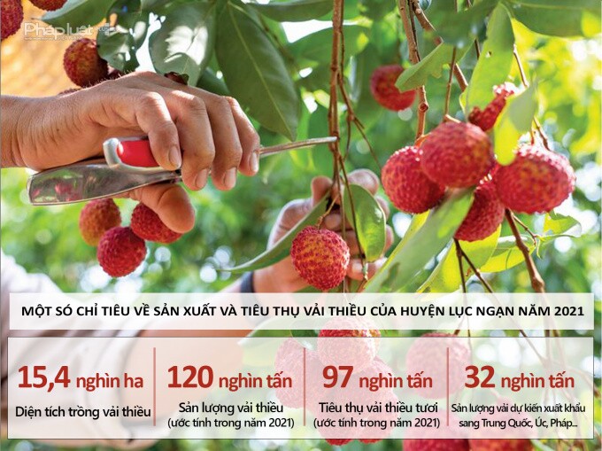 Vải thiều Lục Ngạn – “Trái vải không Covid-19”