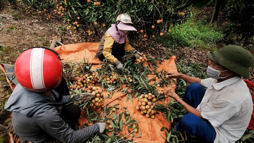 Vải thiều đầu mùa giá cao, sức tiêu thụ tốt