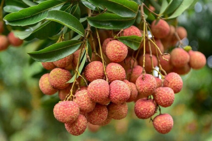Sendo bán hết 2 tấn vải thiều Hải Dương chỉ sau 2 giờ lên sàn
