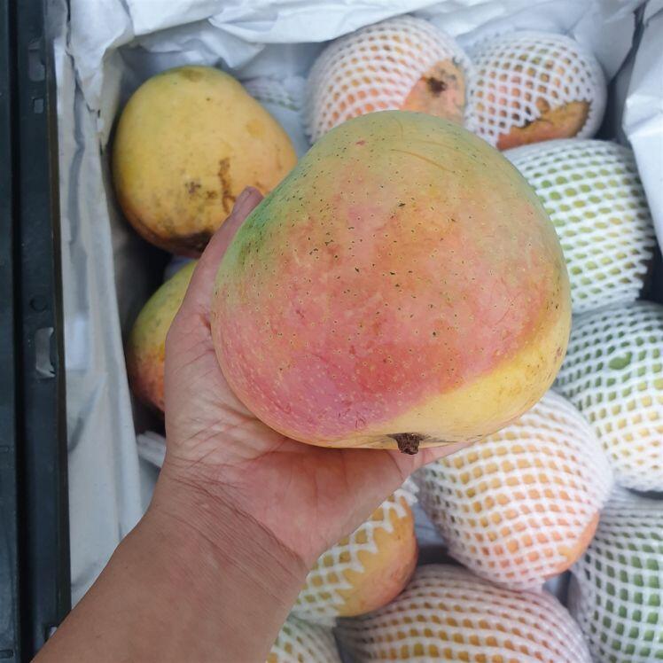 Xoài đỏ khổng lồ rớt giá thê thảm, 10.000 đồng/kg vẫn ế
