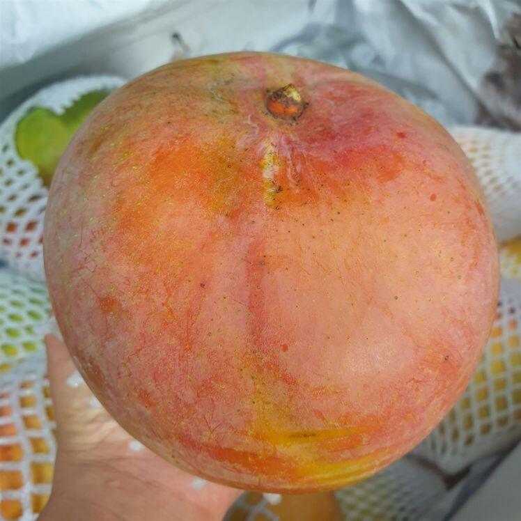Xoài đỏ khổng lồ rớt giá thê thảm, 10.000 đồng/kg vẫn ế