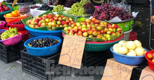Đào 'đội lốt' Sapa chỉ 20.000 đồng/kg