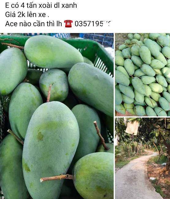 Xoài rớt giá thê thảm, chỉ còn 2.000 đồng/kg, nông dân bất lực chờ thương lái đến mua