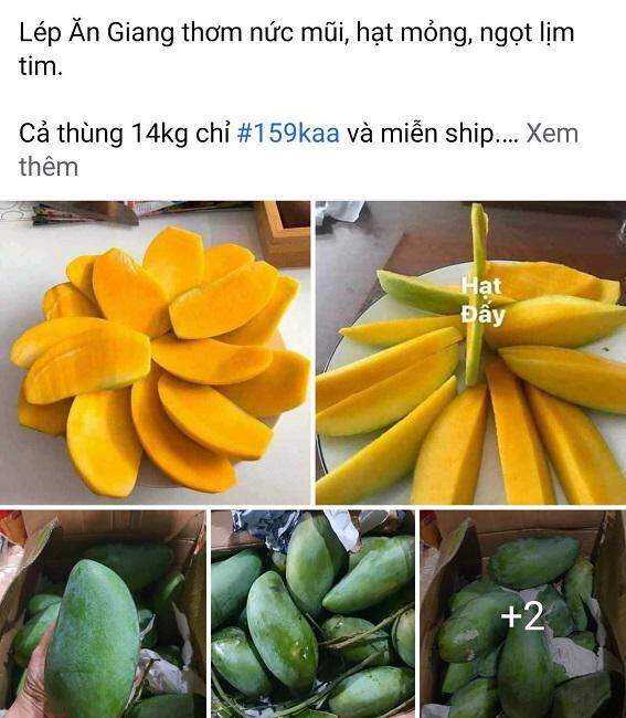 Xoài rớt giá thê thảm, chỉ còn 2.000 đồng/kg, nông dân bất lực chờ thương lái đến mua