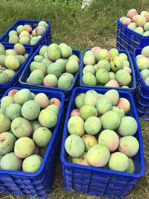Xoài rớt giá thê thảm, chỉ còn 2.000 đồng/kg, nông dân bất lực chờ thương lái đến mua