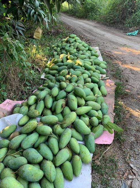 Xoài rớt giá thê thảm, chỉ còn 2.000 đồng/kg, nông dân bất lực chờ thương lái đến mua