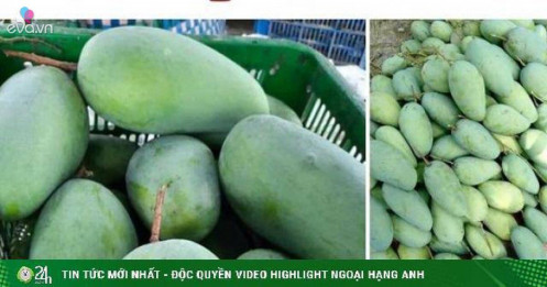 Xoài rớt giá thê thảm, chỉ còn 2.000 đồng/kg, nông dân bất lực chờ thương lái đến mua