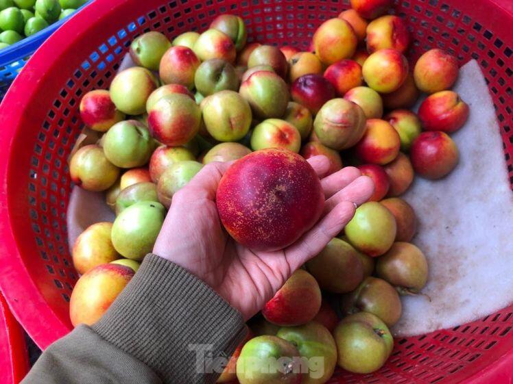 Đào 'đội lốt' Sapa chỉ 20.000 đồng/kg