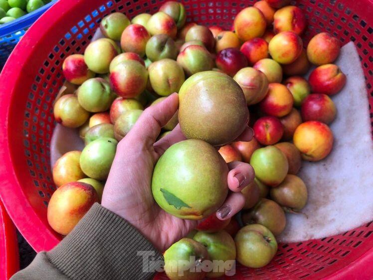 Đào 'đội lốt' Sapa chỉ 20.000 đồng/kg