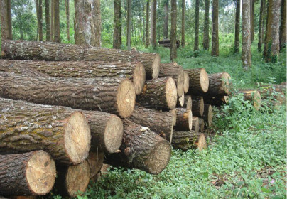 Ứng dụng của gỗ tự nhiên trong trang trí nội thất
