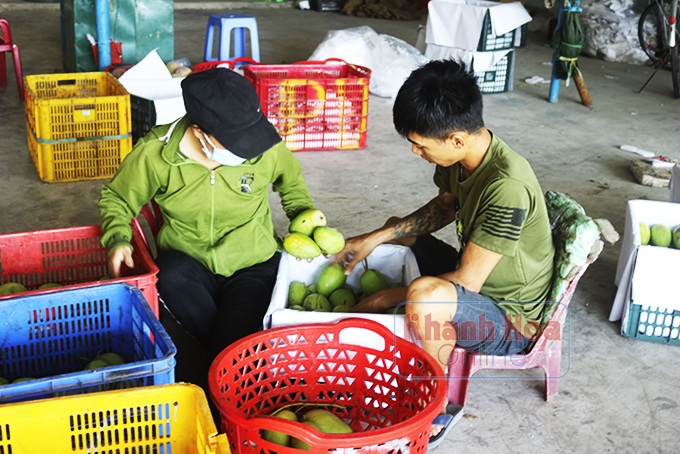 Xoài rớt giá thê thảm, người trồng lao đao