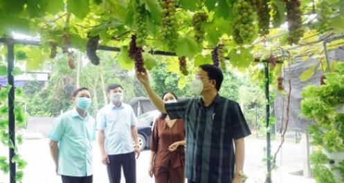 Thái Nguyên nhân rộng các mô hình sản xuất nông nghiệp an toàn