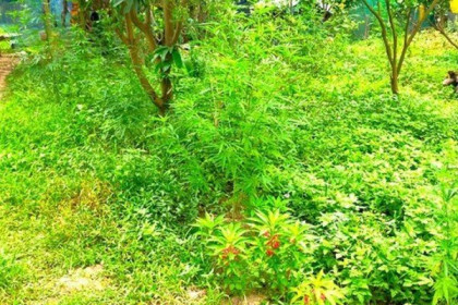 Người ngoại quốc thuê 3.000m2 đất trồng cần sa ở bãi giữa sông Hồng, xử lý thế nào?