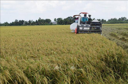Đồng Tháp: Vụ lúa Hè Thu sớm năng suất tăng gần 1 tấn/ha