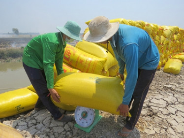 Giá lúa gạo hôm nay 9/6: Giá lúa gạo ổn định sau chuỗi ngày giảm sâu
