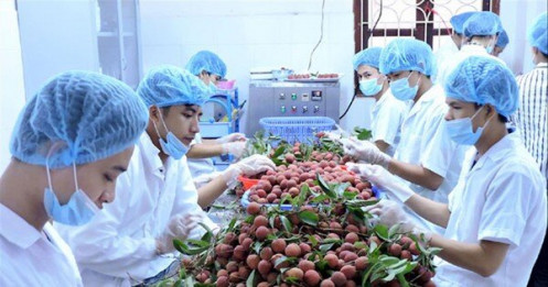 Tiếp cận thị trường ngoại, nông sản lên sàn