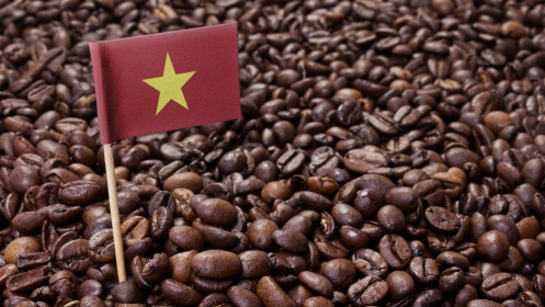 Giá cà phê hôm nay 12/6: Thiếu động lực bứt phá, cà phê arabica không chống được "gió ngược"