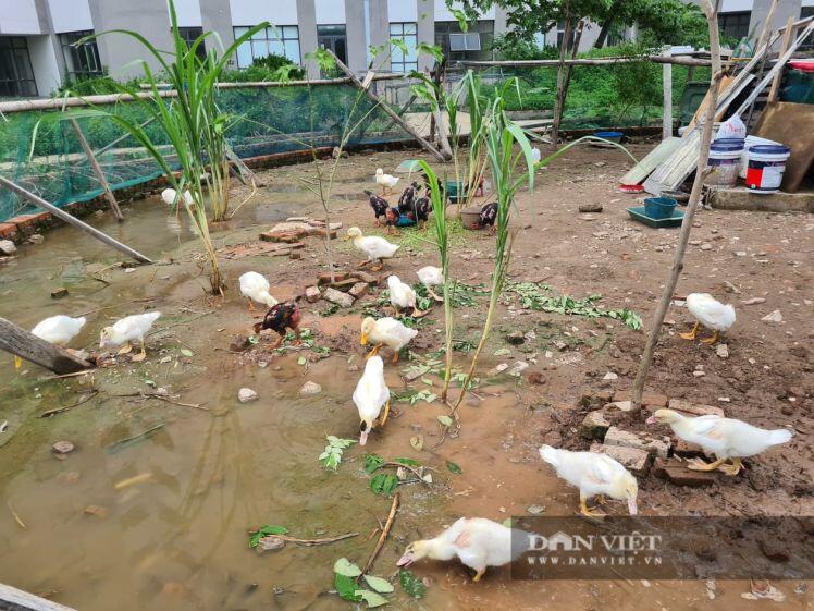 Cám cảnh khu nhà tái định cư ở Hà Nội không một ai ở, xây xong để.... nuôi gà, vịt