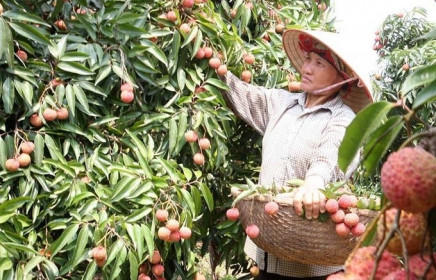 Lô vải thiều Thanh Hà đầu tiên đã tới Pháp