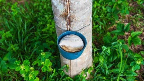 Giá cao su hôm nay 13/6: Sắc đỏ bao phủ phiên cuối tuần, lý do cao su Nhật Bản giảm liên tiếp