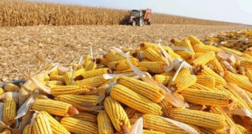 Giá ngô tăng mạnh, chi nhập khẩu ngô 5 tháng vọt lên 1,14 tỷ USD