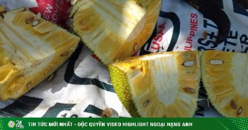 Mít Thái rớt giá thảm vẫn không có người mua, nông dân mang mít cho gà ăn