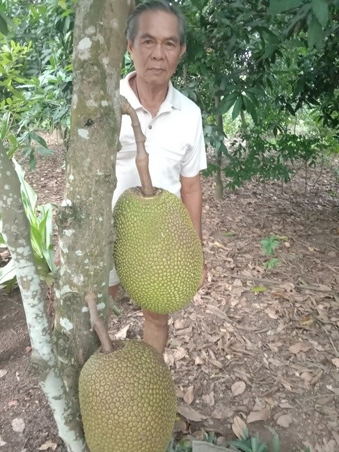 Mít Thái rớt giá thảm vẫn không có người mua, nông dân mang mít cho gà ăn