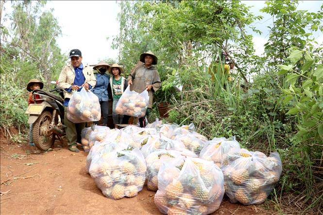 Nông dân trồng dứa 'hụt hơi' vì thiếu nơi tiêu thụ