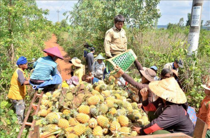 Nông dân trồng dứa 'hụt hơi' vì thiếu nơi tiêu thụ