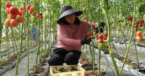 Lâm Đồng: Giá thuê đất nông nghiệp "trên trời" khiến nhà đầu tư “e ngại”