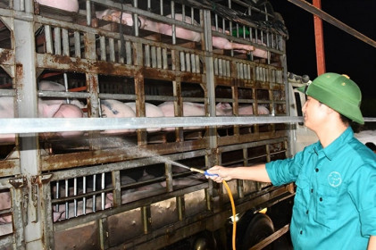 Thịt lợn rẻ nhất 2 năm qua nhưng ngoài chợ vẫn vô cùng đắt đỏ