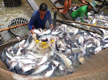 Xuất khẩu cá tra sang EU chưa thoát khỏi mức tăng trưởng âm