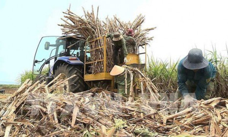 Cổ phiếu mía đường hưởng lợi nhờ áp thuế chống bán phá giá với Thái Lan