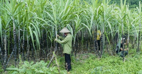 Đường mía nhập từ Thái Lan bị đánh thuế 47,64% trong 5 năm