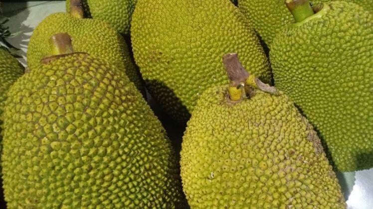 Nông sản rớt giá, nông dân miền Tây 'khóc thét' vì giá xoài, mít chỉ còn 2.000-3.000 đồng/kg