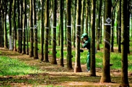 PHR trả cổ tức năm 2020 tỷ lệ 45%