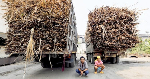 Ngành mía đường Thái Lan phản ứng về thuế chống bán phá giá, dù nhiều đề nghị trước đây bị bác bỏ