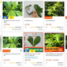 Lá bàng non được bán khắp “chợ mạng” với giá đắt đỏ