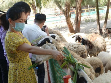 FLC “tung chiêu” nghỉ dưỡng 0 đồng cho người dân Bình Định
