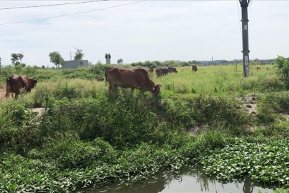 Hà Nội: Thực hư thông tin giá đất “nóng bỏng tay” ở Mê Linh những ngày qua