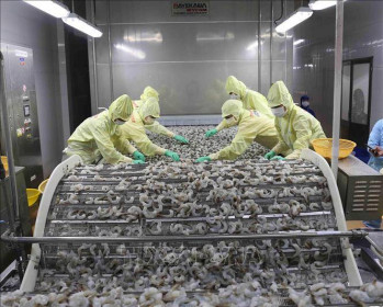 Xuất khẩu tôm của Cà Mau vẫn tăng gần 17%